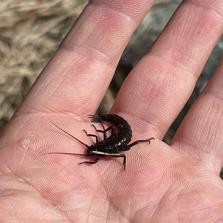 Match the Hatch.  A picture of a bug in a hand.