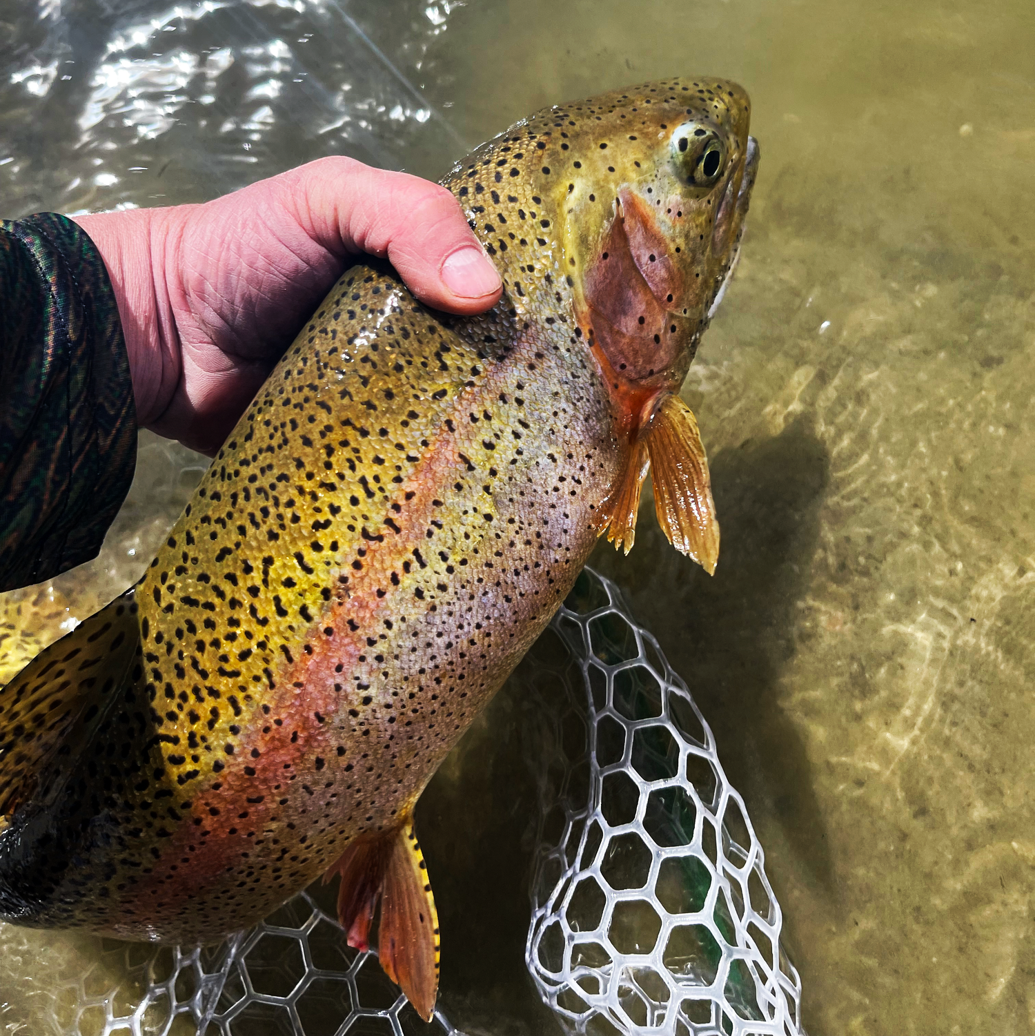 A trout being released from a fly fishing net