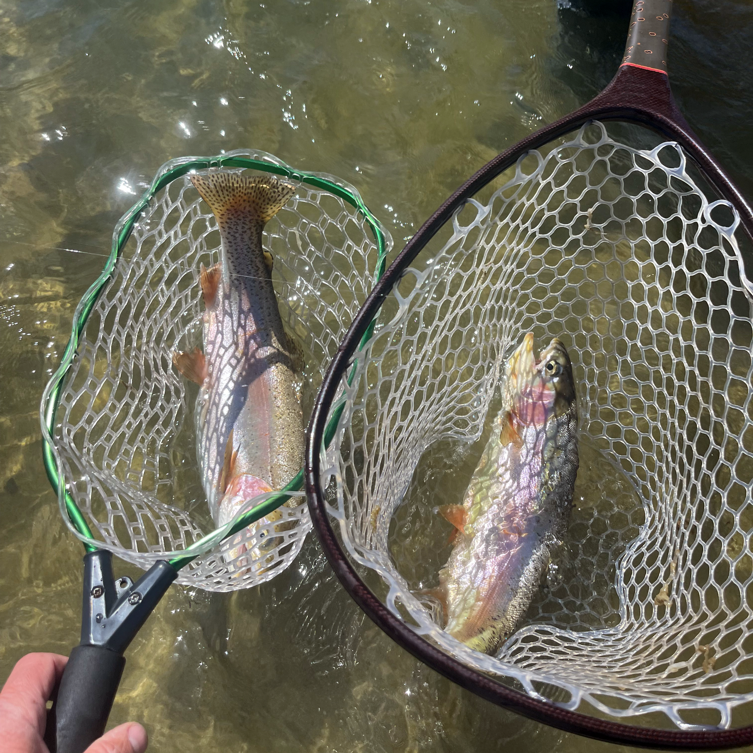 A photo of two fat rainbow trout in nets, caught on the San Juan River while fly fishing.